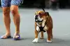 Bild zum Inhalt: Lewis Hamilton lässt Sperma von Bulldogge Roscoe einfrieren