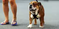 Lewis Hamiltons Hund Roscoe