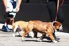 Bild zum Inhalt: Schlafprobleme: Lewis Hamiltons Hund wird zum Test-Thema