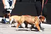 Bild zum Inhalt: Schlafprobleme: Lewis Hamiltons Hund wird zum Test-Thema