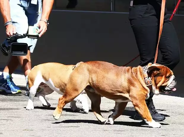 Lewis Hamilton Titel-Bild zur News: Lewis Hamilton