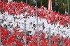 Bild zum Inhalt: DTM-Kalender 2018: Kein Rennen auf dem Salzburgring