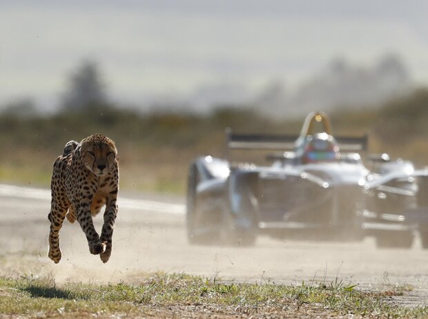 Titel-Bild zur News: Jean-Eric Vergne tritt am Westkap gegen einen Gepard an