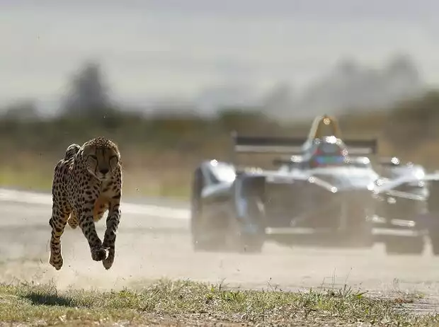 Jean-Eric Vergne tritt am Westkap gegen einen Gepard an Titel-Bild zur News: Jean-Eric Vergne tritt am Westkap gegen einen Gepard an