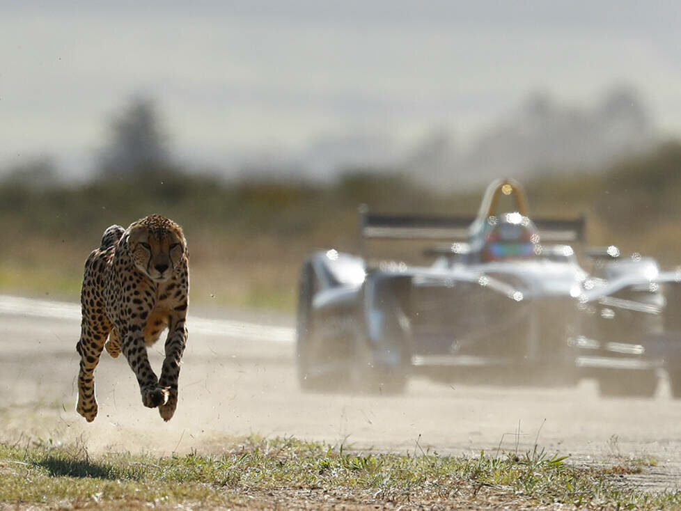Jean-Eric Vergne tritt am Westkap gegen einen Gepard an