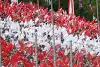 Bild zum Inhalt: TCR Germany Spielberg: Langeveld im ersten Training vorn