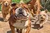 Bild zum Inhalt: Kurios: Hamiltons Bulldogge Roscoe startet Karriere als Model