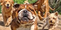 Bild zum Inhalt: Kurios: Hamiltons Bulldogge Roscoe startet Karriere als Model