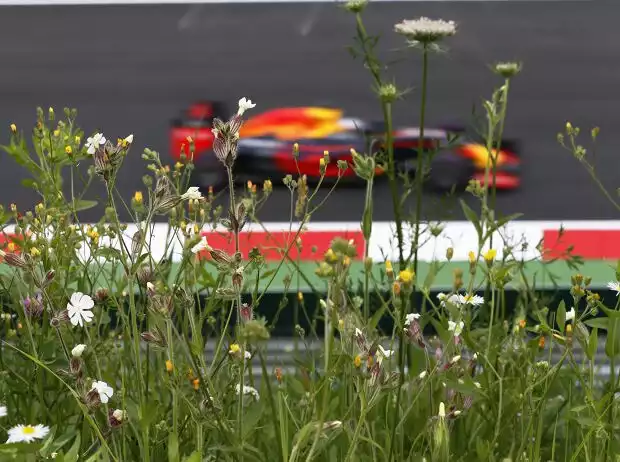 Daniel Ricciardo Titel-Bild zur News: Daniel Ricciardo