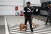 Delikatesse in Fernost: Lewis Hamilton kämpft für Hunderechte in China