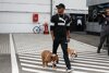 Bild zum Inhalt: Delikatesse in Fernost: Lewis Hamilton kämpft für Hunderechte in China