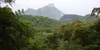 Regenwald in Rio de Janeiro