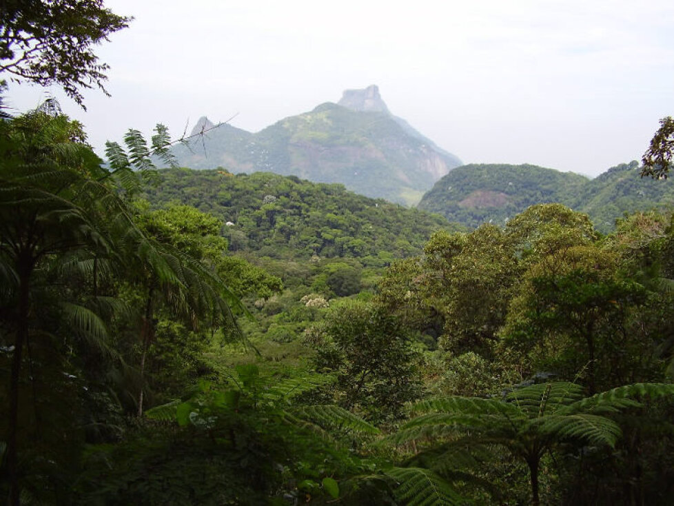 Regenwald in Rio de Janeiro