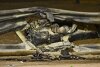 Bild zum Inhalt: Masi über Grosjean-Crash: Energie hat beim Aufprall die Leitplanke zerstört