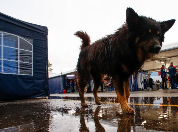 Hund im Fahrerlager