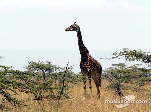 Titel-Bild zur News: Giraffe als Zuschauer bei der Safari-Rallye in Kenia