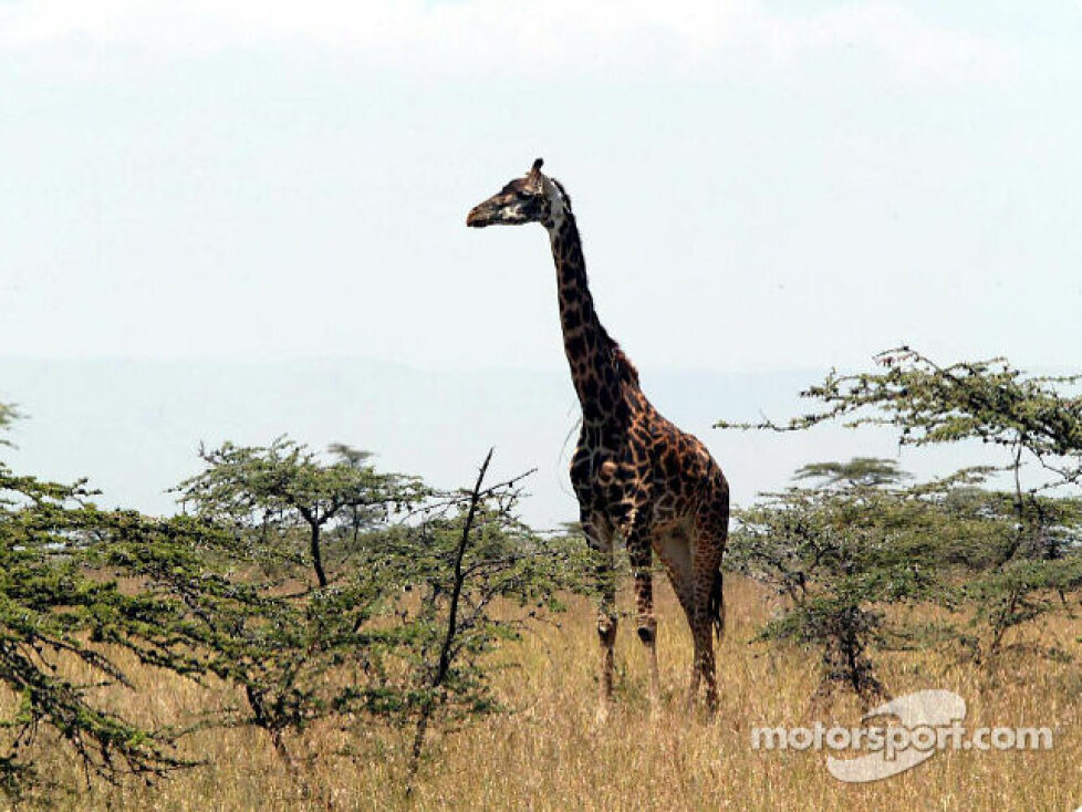Giraffe als Zuschauer bei der Safari-Rallye in Kenia