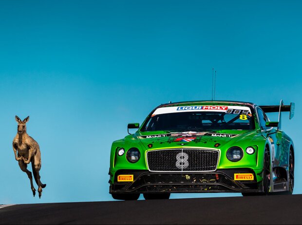 Känguru und Bentley Continental GT3 auf der Rennstrecke von Bathurst