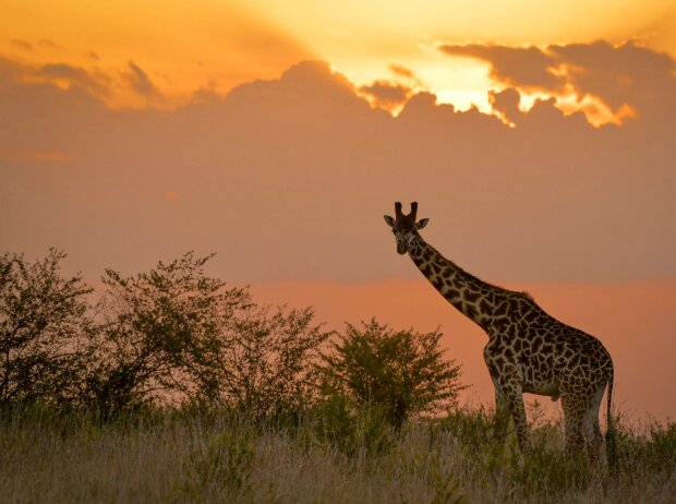 Giraffe bei der Safari-Rallye in Kenia
