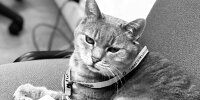 Formulino (Imola Cat)