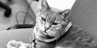 Formulino (Imola Cat)