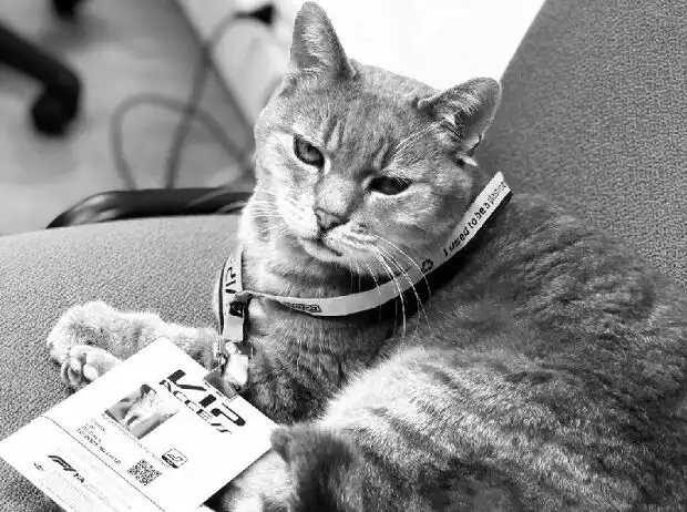 Formulino (Imola Cat) Titel-Bild zur News: Formulino (Imola Cat)