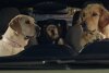 Bild zum Inhalt: Subaru zeigt in den USA bezaubernde neue Hunde-Werbespots