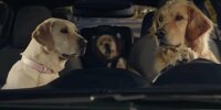 Subaru Hunde-Werbespot