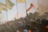 Bild zum Inhalt: Formel 1 in Zandvoort: Mehr Sicherheit und Verbot von Pyrotechnik!