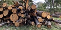 Gefällte Bäume im Park von Monza