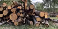 Gefällte Bäume im Park von Monza