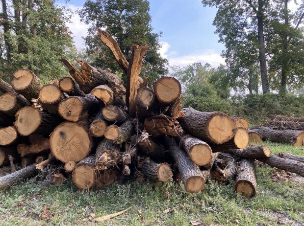 Titel-Bild zur News: Gefällte Bäume im Park von Monza