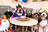 Bild zum Inhalt: So opulent feiert Lewis Hamilton den Geburtstag seiner Bulldogge Roscoe