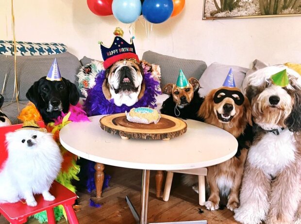 Titel-Bild zur News: Roscoe Hamilton feiert seinen elften Geburtstag mit fünf engen Freunden