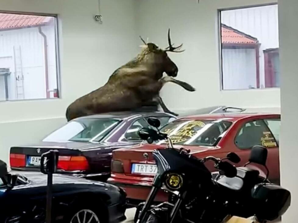Elch dringt in BMW-Autohaus ein