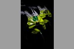 VR46 Racing Team