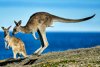 Fotos: WRC: Rallye Australien