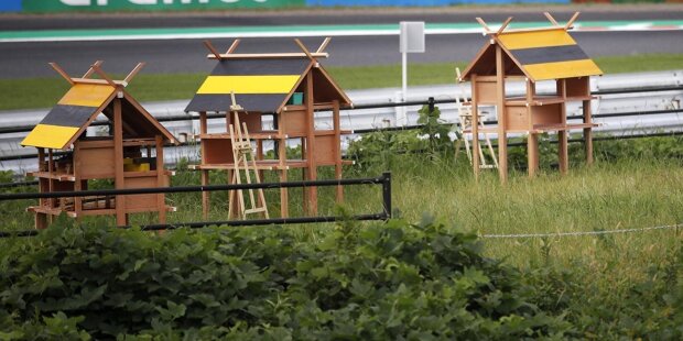 Das Insekten-Projekt von Sebastian Vettel bei der Formel 1 in Suzuka
