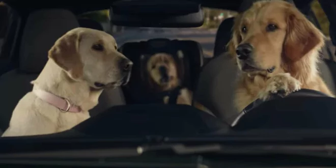 Die goldige Familie ist verschiedenen Modellen zu sehen - Bezaubernde Hunde-Werbespots