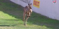 Bathurst 12 Hour: Känguru auf der Strecke