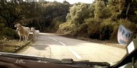 ERC Rallye Korsika: Unfall von Julien Maurin