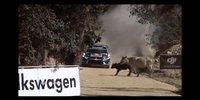 Rallye Mexiko: Tierische Begegnung von Ogier