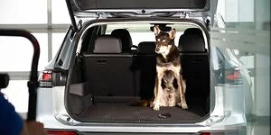 Bild zum Inhalt: VW Tayron kommt zur Markteinführung auf den Hund: Wuff im SUV