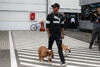 Delikatesse in Fernost: Lewis Hamilton kämpft für Hunderechte in China