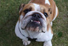 Lewis Hamiltons Hund Coco gestorben: 'Mein Herz ist gebrochen'