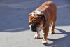 Nach Tod von Coco: Hamiltons Bulldogge Roscoe muss jetzt vegan leben