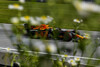 F1 Spielberg 2020: Provisorische Freitags-Pole für Max Verstappen