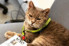 Imolas Katze: Wem bringt Formulino diesmal Glück?