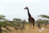 WRC-Stars: Beim Safari-Comeback wird Cleverster, nicht Schnellster gewinnen