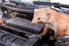 Marder am Auto: Wie vertreiben? Was zahlt die Versicherung?
